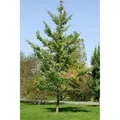 Ginkgo Biloba Fastigiata Fächerblattbaum 100–125 cm