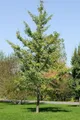 Ginkgo biloba 'Fastigiata' 100–125 cm – Winterhart, Mehrjährig, Pflegeleicht – Säulenginkgo – Solitärbaum für Garten & Vorgarten
