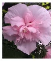 BALDUR Garten 1x Gefüllter Hibiskus Chiffon pink, Pflanze im 9x9 cm-Topf, Blüten essbar, Zierstrauch, bienenfreundlich, Hibiscus syriacus, winterhart, pflegeleicht, blühend