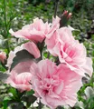 BALDUR Garten Zierstrauch Gefüllter Hibiskus 'Chiffon®' pink, 1 St., Riesenhibiskus, gefüllte Blüten, winterhart, mehrjährig