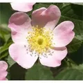 Schottische Zaunrose Weinrose 40-60cm - Rosa rubiginosa