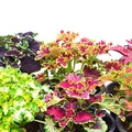 Flame Brennnessel Samen - Coleus blumei