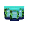 Westland Bonsai Erde 4L Spezialerde 3er-Pack optimale Drainage gesunde Wurzeln