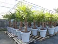 gruenwaren jakubik Baum XXL Palme winterhart . Pflanzkübel, 180 - 210 cm