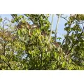 Cornus Sanguinea Roter Hartriegel 150–200 cm