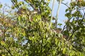 Cornus sanguinea 150-200 cm – Winterhart, Mehrjährig, Pflegeleicht – Roter Hartriegel – Heckenpflanze für Garten & Sichtschutz
