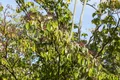 Pflanzen für Dich Gehölze Cornus sanguinea, 1 St., Roter Hartriegel, Blutroter Hartriegel