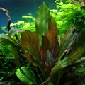Echinodorus Reni 1-2-Grow!