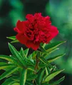 Paeonia lactiflora 'Louis van Houtte', Pfingstrose, rosa, ca. 11x11 cm Topf