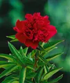 Pflanzen für Dich Staude Paeonia lact. Louis van Houtte, 1 St., Edel-Pfingstrose, Chinesische Pfingstrose