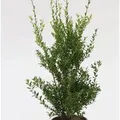 10x Glänzender Japanische Ilex Impala 10-15cm - Ilex maximowicziana