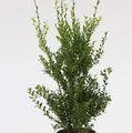 10x Glänzender Japanische Ilex Impala® 10-15cm - Ilex maximowicziana - lebende Gartenpflanze aus den Baumschulen