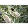 Buddleja Davidii Schmetterlingsstrauch Nanho White 60-80 cm