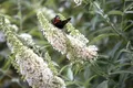 Pflanzen für Dich Gehölze Buddleja davidii Nanho White, 1 St., Schmetterlingsflieder, Sommerflieder