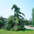 Cedrus deodara 'Pendula' 60–80 cm – Immergrün, Winterhart, Mehrjährig – Himalaya-Zeder – Solitärgehölz für Garten & Vorgarten