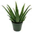 Exotenherz Sukkulente Aloe MEDIVERA - Neue Aloe vera Züchtung - 14cm Topf - ca. 30cm hoch