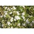Potentilla Fruticosa Bella Bianca Fingerstrauch Weiß 30–40 cm