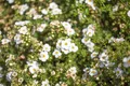 Pflanzen für Dich Bodendecker Potentilla frut. Bella Bianca, 1 St., Fingerstrauch, Strauch-Fingerkraut, weißblühend, kompaktwüchsig