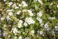 Potentilla fruticosa 'Bella Bianca', Fingerstrauch, weiß, 30–40 cm