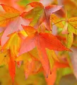 Amerikanischer Amberbaum Fame Forever 125-150cm - Liquidambar styraciflua - lebende Gartenpflanze aus den Baumschulen