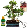 Exotenherz Bonsai Chinenischer Feigenbaum Ficus Retusa ca. 12-15 Jahre 30cm Schale Geschenk Set mit Schere & Dünger