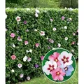 BALDUR Garten 5er Hibiskus-Hecke, Pflanzen im 9x9 cm-Topf, Hibiscus Syriacus, Heckenpflanzen blühend, bienenfreundlich, Blüten essbar, winterhart...