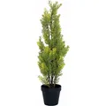 Europalms Zypresse (60 cm) (82606959)