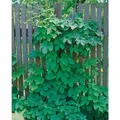 Humulus Lupulus Pure Hopfen 40–60 cm