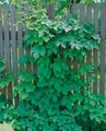 Pflanzen für Dich Kletterpflanze Humulus lupulus Pure, 1 St., Hopfen, schnellwachsend, hopfenaroma