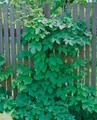 Humulus lupulus 'Pure', Hopfen, 40–60 cm