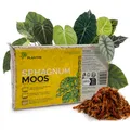 Sphagnummoos aus Chile, gepresst 100g ergibt ca. 5 L – langfaseriges Moos für...
