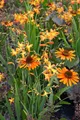 Echinacea purpurea 'Tiki Torch', Sonnenhut, orange, ca. 11x11 cm Topf