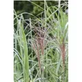 Miscanthus Sinensis Malepartus Chinaschilf Rotbraune Blüten 3-5 L Topf