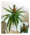 BALDUR Garten 1x Ananas Corona, Pflanze im 12 cm-Topf, Ananaspflanze mit Frucht, Zimmerpflanze, Grünpflanze, mehrjährig - frostfrei halten, pflegeleicht, Blickfang, Ananas comosus variegatus