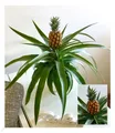 Ananas "Corona",1 Pflanze Zimmerpflanze