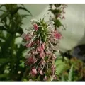 Steppendistel - Morina,ongifolia