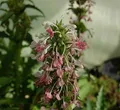Steppendistel - Morina longifolia