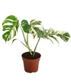 Dehner Zimmerpflanze Zimmerpflanze Monstera deliciosa Variegata, Pflanzenrarität mit panaschierten, geschlitzten Blättern