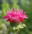 Indianernessel Scorpion - Monarda fistulosa - lebende Gartenpflanze aus den Baumschulen