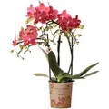 Kolibri Phalaenopsis Orchidee Kongo Topfgröße 9cm Frisch Vom Züchter