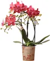 Kolibri Orchids | rote  Schmetterlings-Orchidee - Kongo - Topfgröße Ø9cm | blühende Zimmerpflanze - frisch vom Züchter