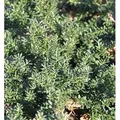 Alpen Steineibe Blue Gem 20-25cm - Podocarpus,awrencei