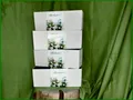 4x(a 38,23€/St) Pflanzgefäße Lechuza BALCONERA Cottage 80 weiss Komplettsets