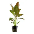 Echinodorus 'Ozelot' - Wasserpflanzen für Aquarien