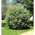 Wintergrüne Ölweide Compacta 40-60cm - Elaeagnus ebbingei