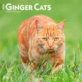 Ginger Cats – Gingerkatzen – Rote Katzen 2026 – 16-Monatskalender: Original BrownTrout-Kalender [Mehrsprachig] [Kalender] (Wall-Kalender)
