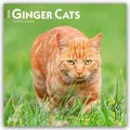 Ginger Cats 2026 12 X 24 Inch (Hanging) Monthly Square Wall Calendar Plastic-Fre
