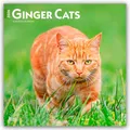 Ginger Cats 2026 12 X 24 Inch (Hanging) Monthly Square Wall Calendar Plastic-Fre