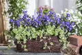 Glechoma hederacea 9x9 cm Topf – Winterhart, Mehrjährig, Pflegeleicht – Gundermann – Bodendecker für Garten & Beet