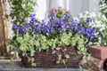 Pflanzen für Dich Staude Glechoma hederacea, 1 St., Gundermann, Gundelrebe, Erdefeu, Soldatenpetersilie